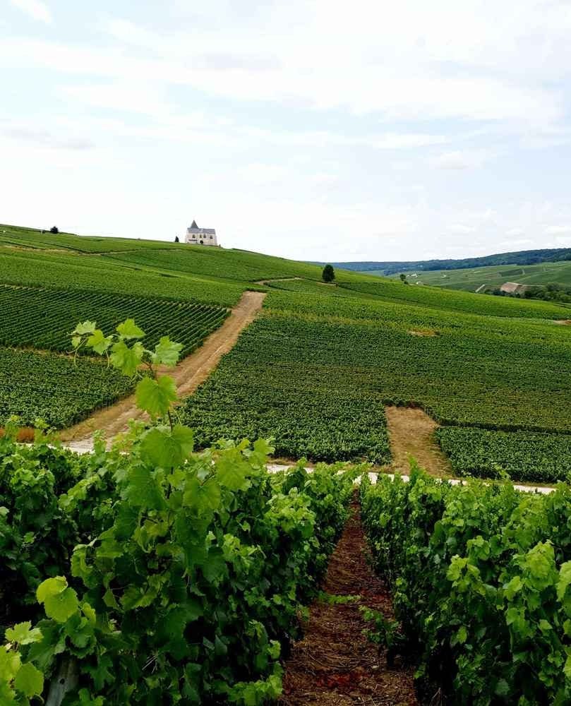 Les 10 km d'Epernay Pays de Champagne - image