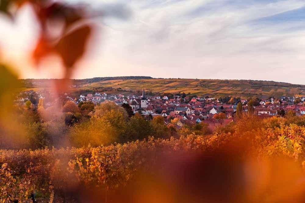 Marathon du vignoble d'Alsace - image